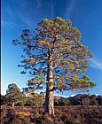 Pinus sylvestris scots pine Upper Tullochgrue Rothiemurchas near Aviemore Scotland