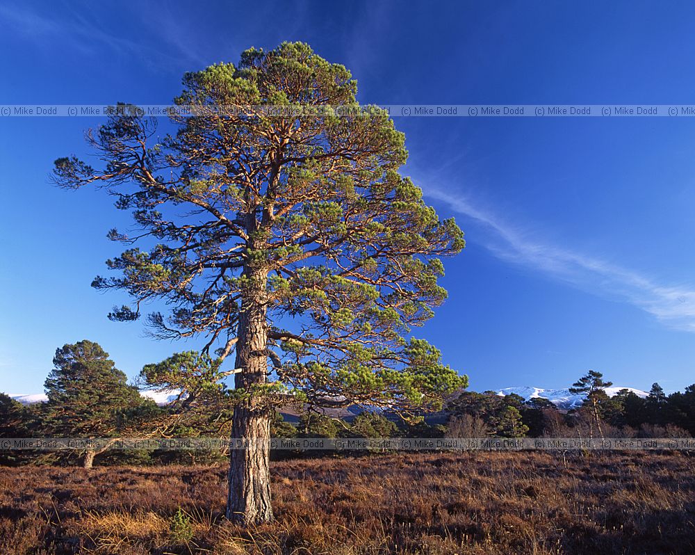 Pinus sylvestris Scots pine Rothiemurchas Scottish Highlands