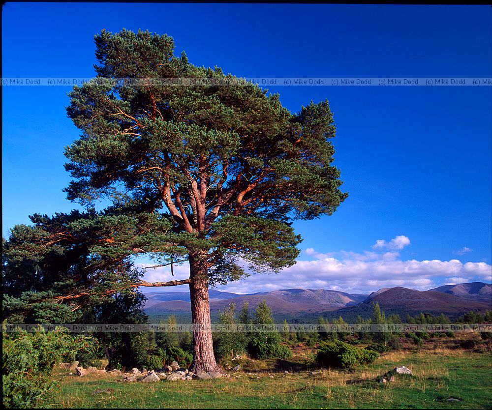 Pinus sylvestris scots pine Upper Tullochgrue Rothiemurchas near Aviemore Scotland