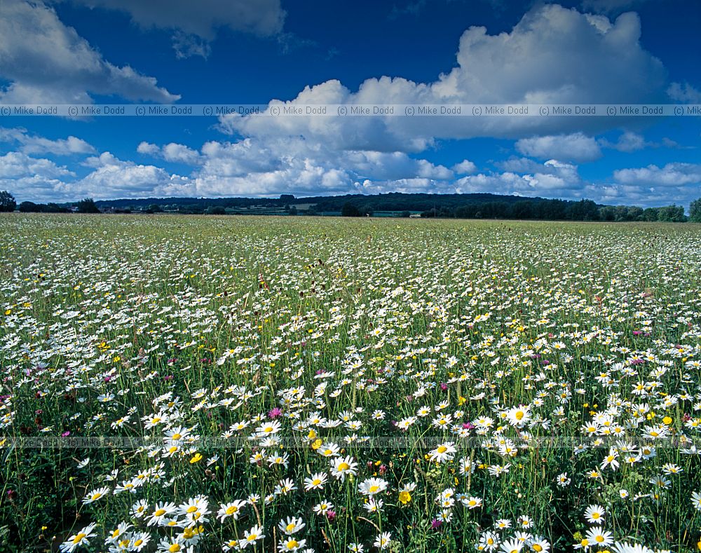 Yarnton meadow Oxfordshire species rich grassland and cumulus clouds