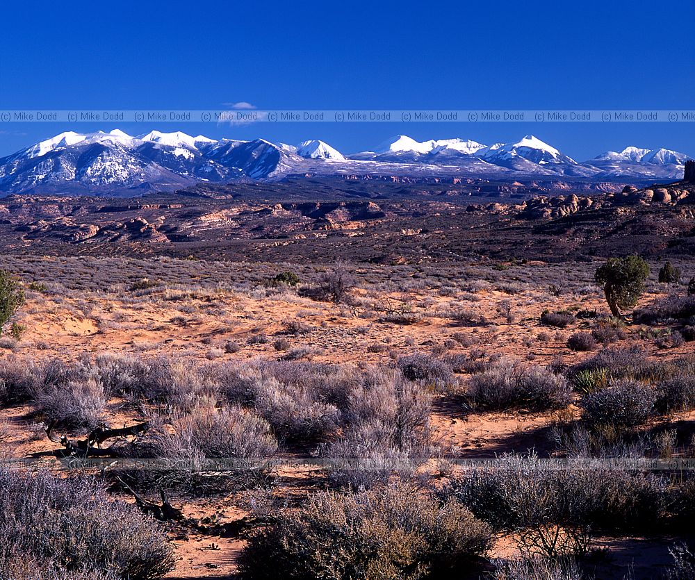 Petrified dunes arches national park Utah
