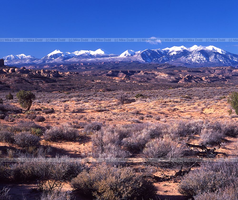 Petrified dunes arches national park Utah