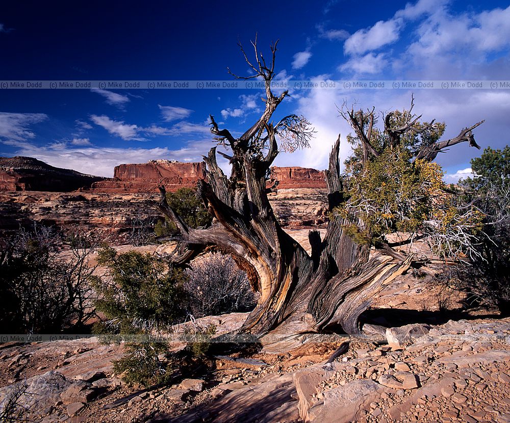 near deadhorse point Utah