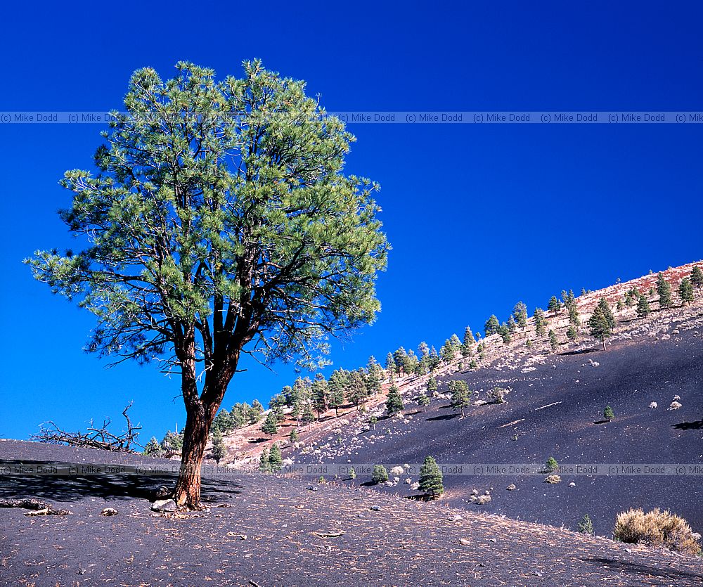 pine sunset crater Arizona