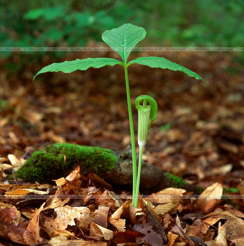 Arisema triphyllum Jack-in-the-pulpit