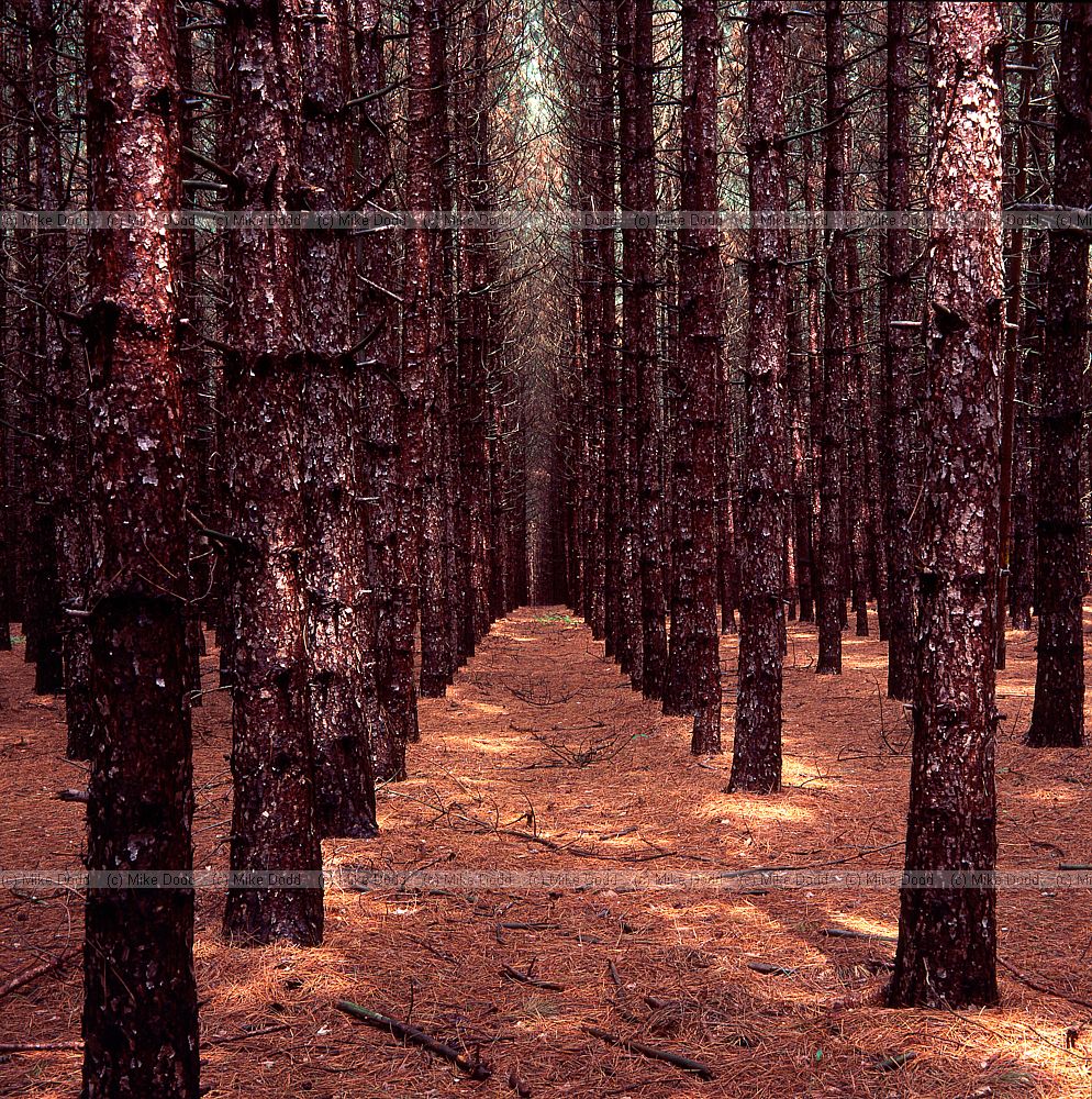 conifer plantation New York