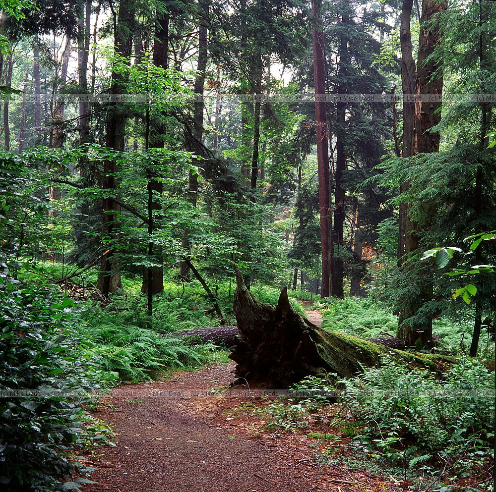 Old-growth forest Heart's Content