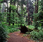 Old-growth forest Heart's Content
