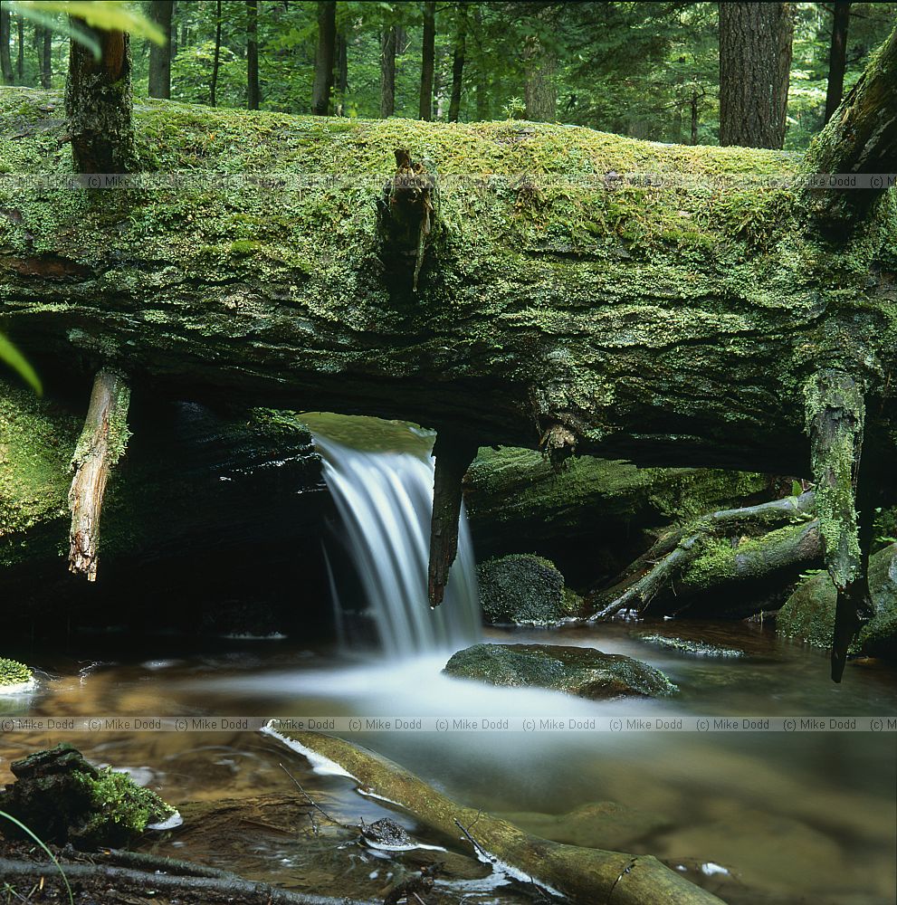 Old-growth forest Heart's Content