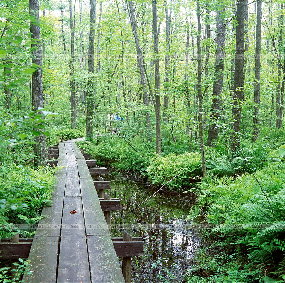 Sapsucker woods Cornell bird observatory reserve mosquito infested wet woodland with boardwalk
