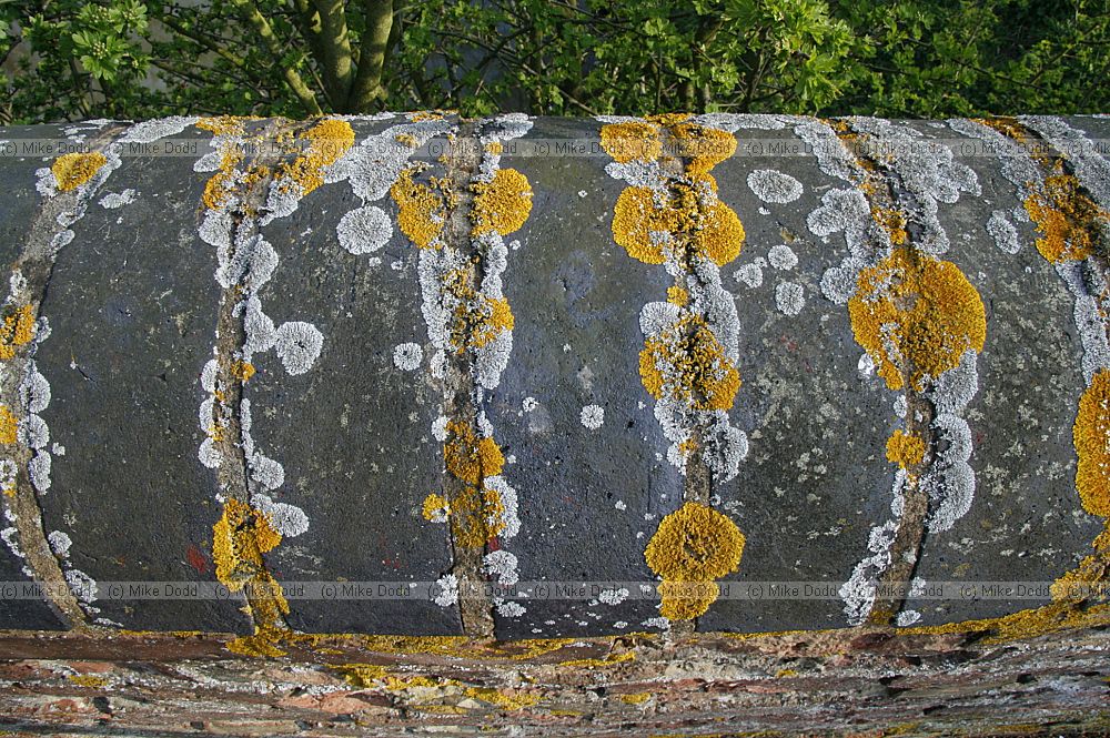 Lichens on canal bridge