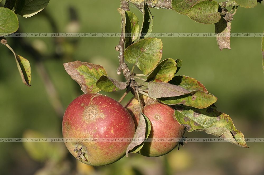 Appled in old orchard Woughton Milton Keynes