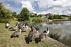 Canada geese at Furzton lake