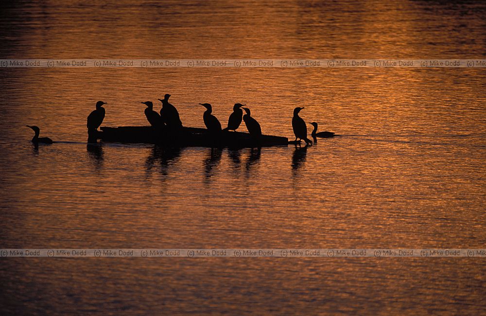 Cormorants, sunset,  Caldecotte lake