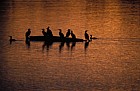 Cormorants, sunset,  Caldecotte lake