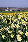 Daffodils Campbell park Milton Keynes