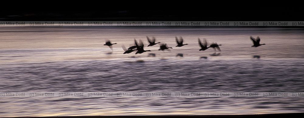 Geese impression, Willan lake