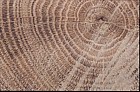 Oak tree rings from tree growing in Milton Keynes showing past climate