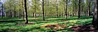 Poplar plantation Willen Lake Milton Keynes 6x17cm colour slide