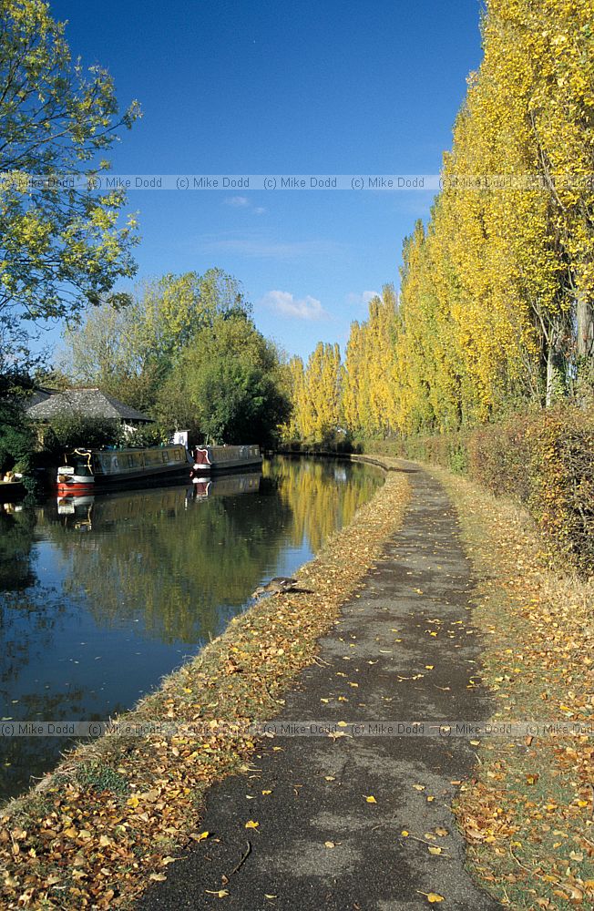 Poplars, canal, autumn colour, Simpson, Milton Keynes