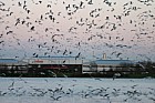 Seagulls, Willen lake, Milton Keynes