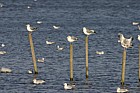 Seagulls, Willen lake, Milton Keynes