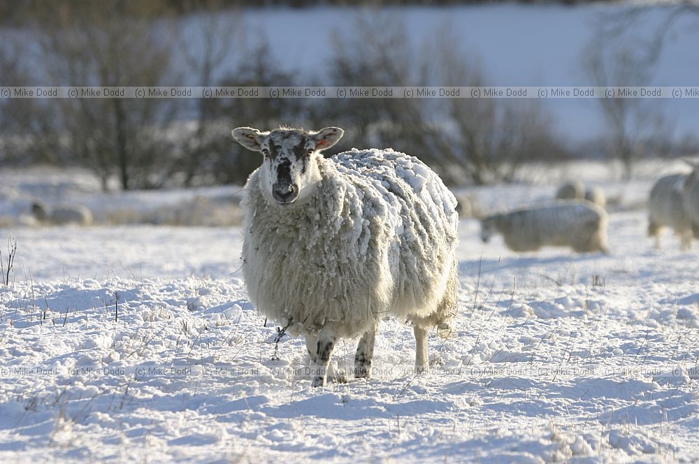 Sheep snow caldecotte
