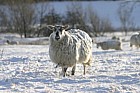Sheep snow caldecotte