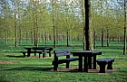 Park benches, Willen poplar plantation, Milton Keynes