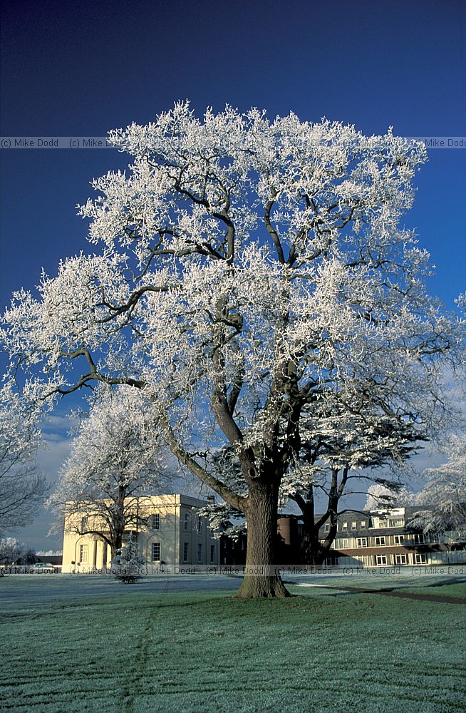Frosty oak tree at the Open University, Walton Hall, Milton Keynes