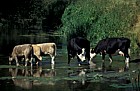 Cattle river Ouse Milton Keynes
