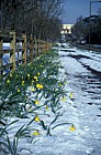 Snow and daffodils, south entrance Open University, Walton Hall, Milton Keynes