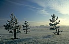 frost young pine trees Caldecotte Milton Keynes
