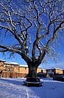 Oak with snow, Great Holm, Milton Keynes