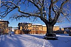 Oak with snow Great Holm Milton Keynes