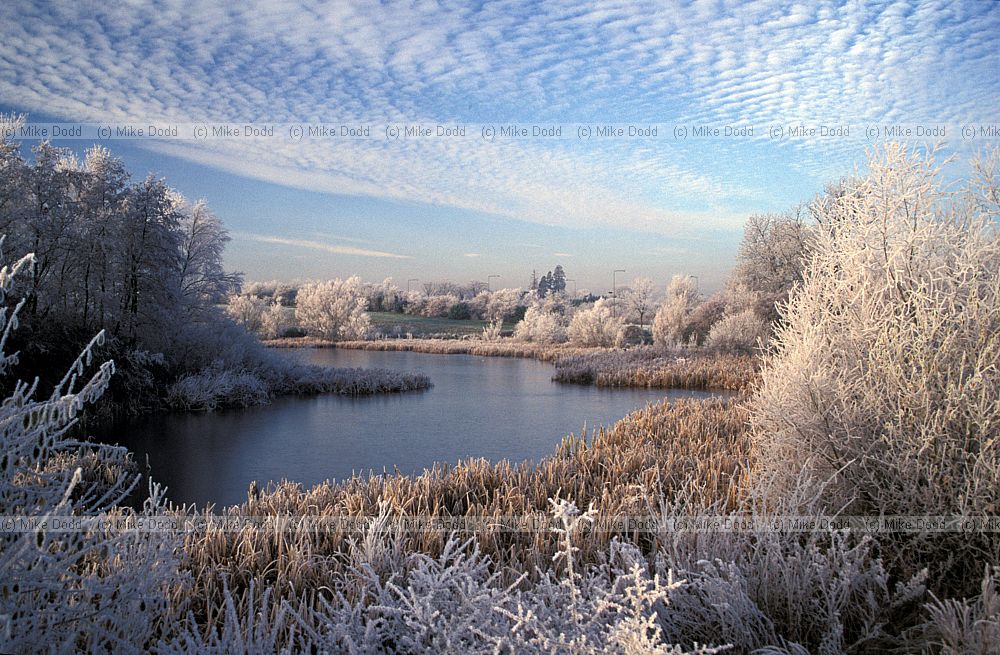 Walton lake, frost, Milton Keynes with altocumulus clouds