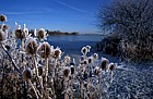 Frosty teasles, Willen lake, Milton Keynes