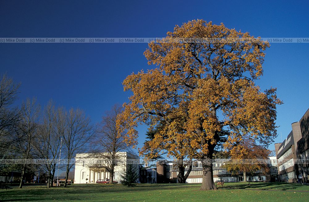 Oak with autumn colour, Walton Hall, Milton Keynes