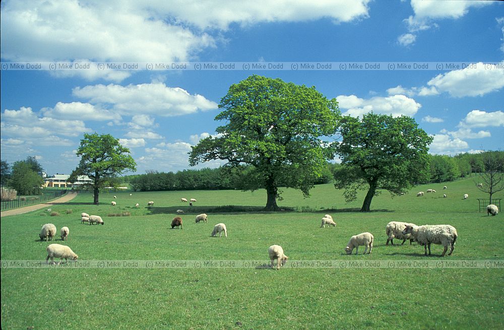 Sheep campbell park, Milton Keynes