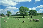 Sheep campbell park, Milton Keynes