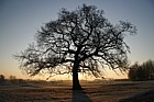 Quercus robur Oak tree Caldecotte dawn