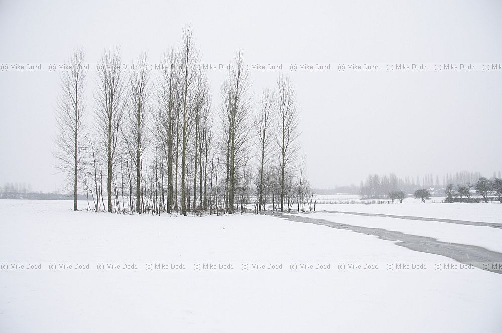 Clump of poplar trees in snow high key shot