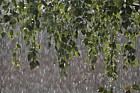 Rain through birch branch against the light