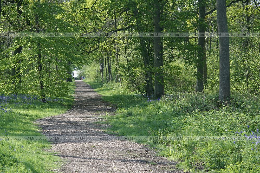 Shenley wood