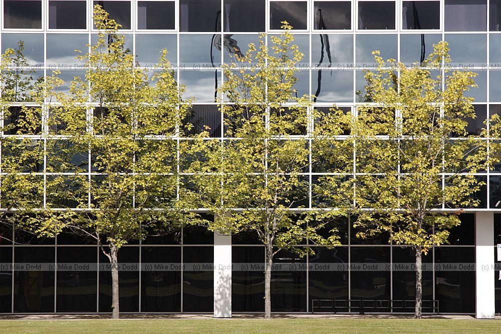 Trees in front of office building