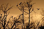 Cormorants at Caldecotte lake, Milton Keynes