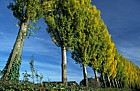 Lombardy poplars, autumn colour, Simpson, Milton Keynes