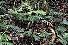 Blechnum fraseri Miniature tree fern