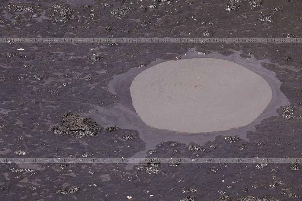 Devil's Ink Pots (crude oil and graphite) pool