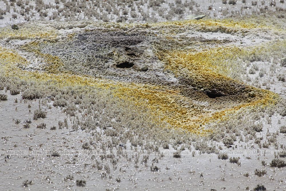 Sulphurous Hot Spring